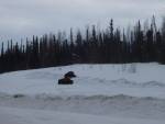 Bison Conservation In Canada