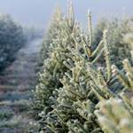 Christmas Tree Farm