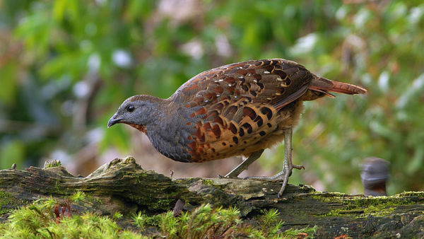 What is missing? | Song Of Chinese Bamboo Partridge