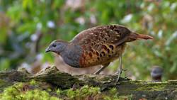 Song Of Chinese Bamboo Partridge