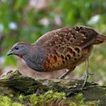 Song Of Chinese Bamboo Partridge