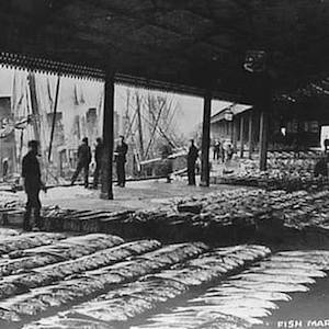 The Fish Market