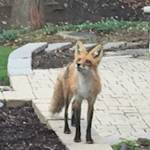 Foxes Without A Forest