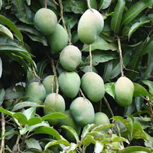 Memories Of Tree Planting