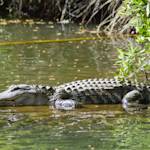 No Harm To Their Home