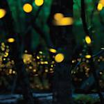 Night-time Lights