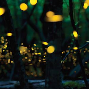 Night-time Lights
