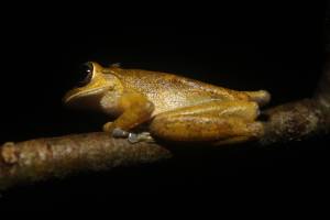 Coqui At Night 