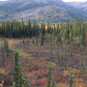 Laying On A Bed Of Clouds