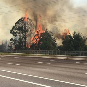The Forest Saved From Being A Mall.
