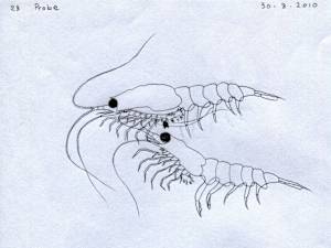 Antarctic Krill