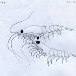 Antarctic Krill