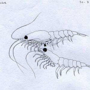 Antarctic Krill