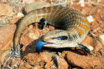 Blue Tongued Skink