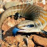 Blue Tongued Skink