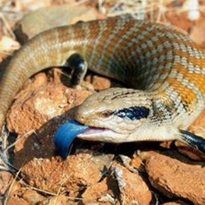 Blue Tongued Skink