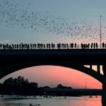 Bats In Austin