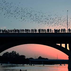 Bats In Austin