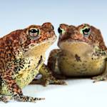 The Houston Toad
