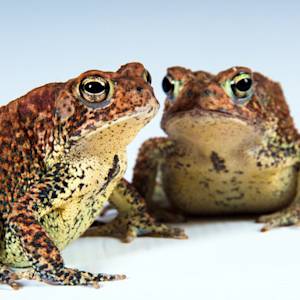 The Houston Toad