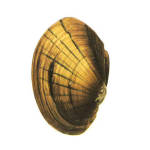 The Pearly Mussel