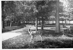 The Lost Forest Of Washington DC