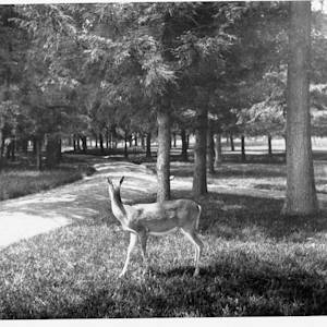The Lost Forest Of Washington DC