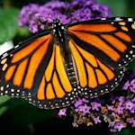 Monarch Butterflies