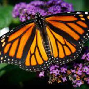 Monarch Butterflies
