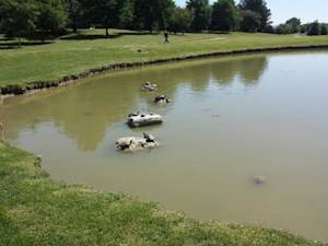 Water Turtles