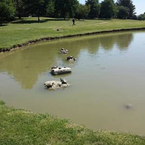 Water Turtles