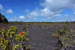 "Our 'Ōhi'a trees are dying, our native birds are gone"