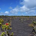 "Our 'Ōhi'a trees are dying, our native birds are gone"