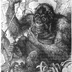 Orangutans of Ramni, Qazwini