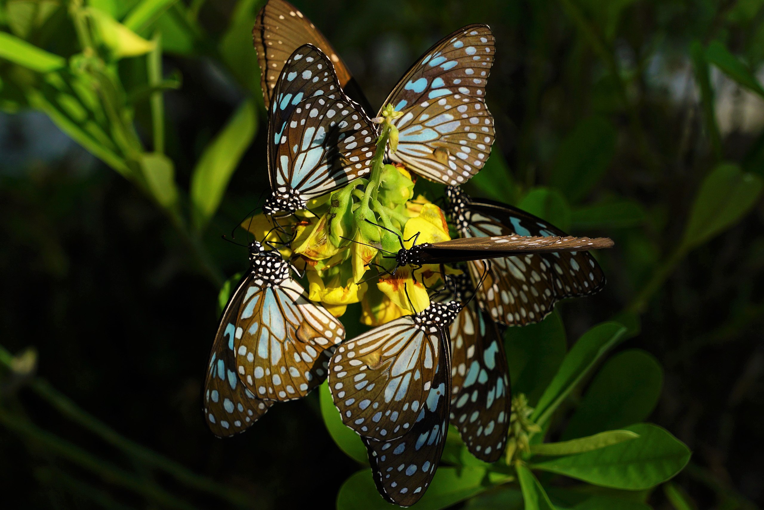 The Fetching Butterflies Leak: A Timeline Of Events - 41hnbkw