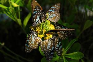 Thousands of butterflies in Sri Lanka