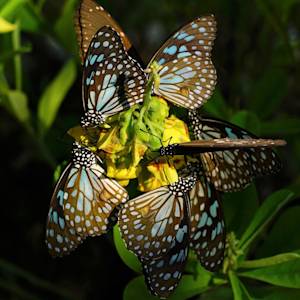Thousands of butterflies in Sri Lanka
