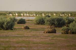 Hamoun Wetlands now a wasteland