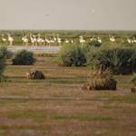 Hamoun Wetlands now a wasteland