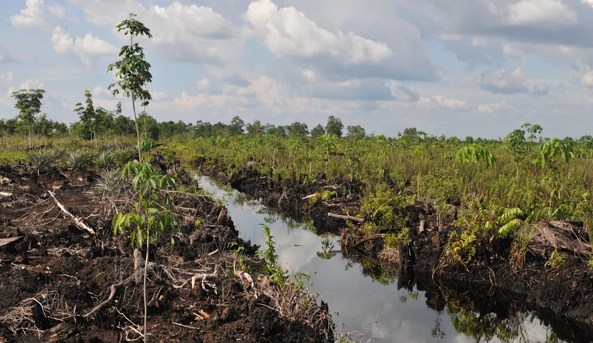 cleared peatland