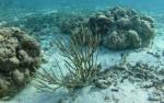 World's largest total marine restoration in Antigua