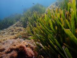 Alarming decline in Posidonia oceanica, "the lungs of the Mediterranean"