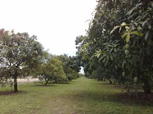 Green land and mango groves