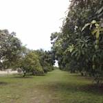 Green land and mango groves