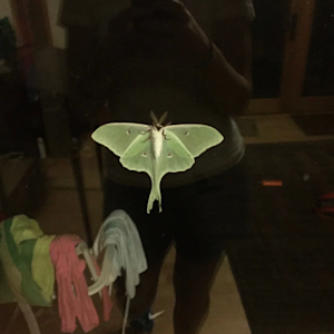 Luna Moths In The Moonlight