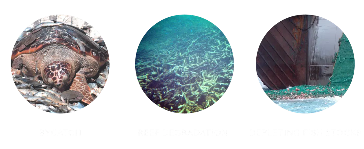 2021 Fishing & Aquaculture images - industrial fishing consequences bubbles