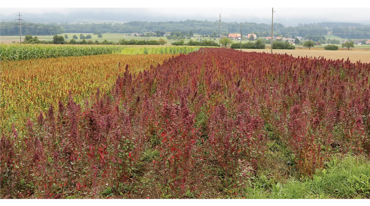 diversify crops and plant for resilience