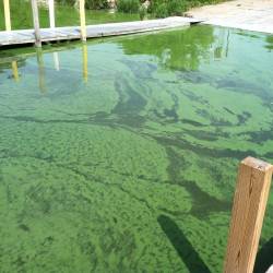 A bloom of toxic algae kills millions of alewives