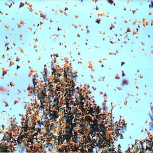 Skies darkened with monarchs