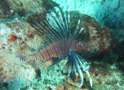 Lionfish now thrive in Mediterranean, now most invaded sea in world 